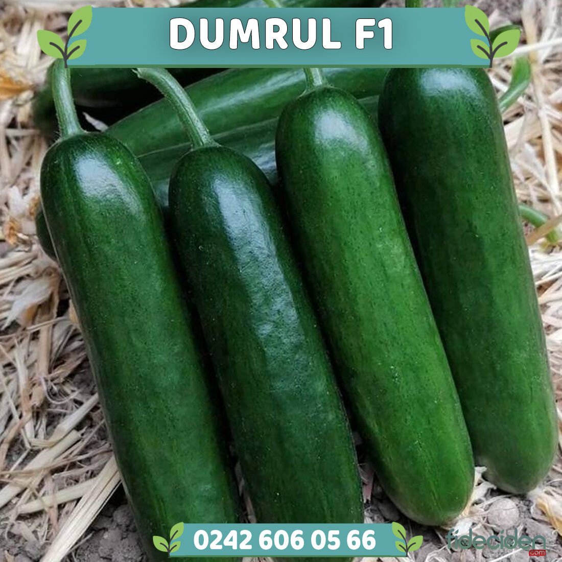 Dumrul F1 Badem Hıyar Fidesi