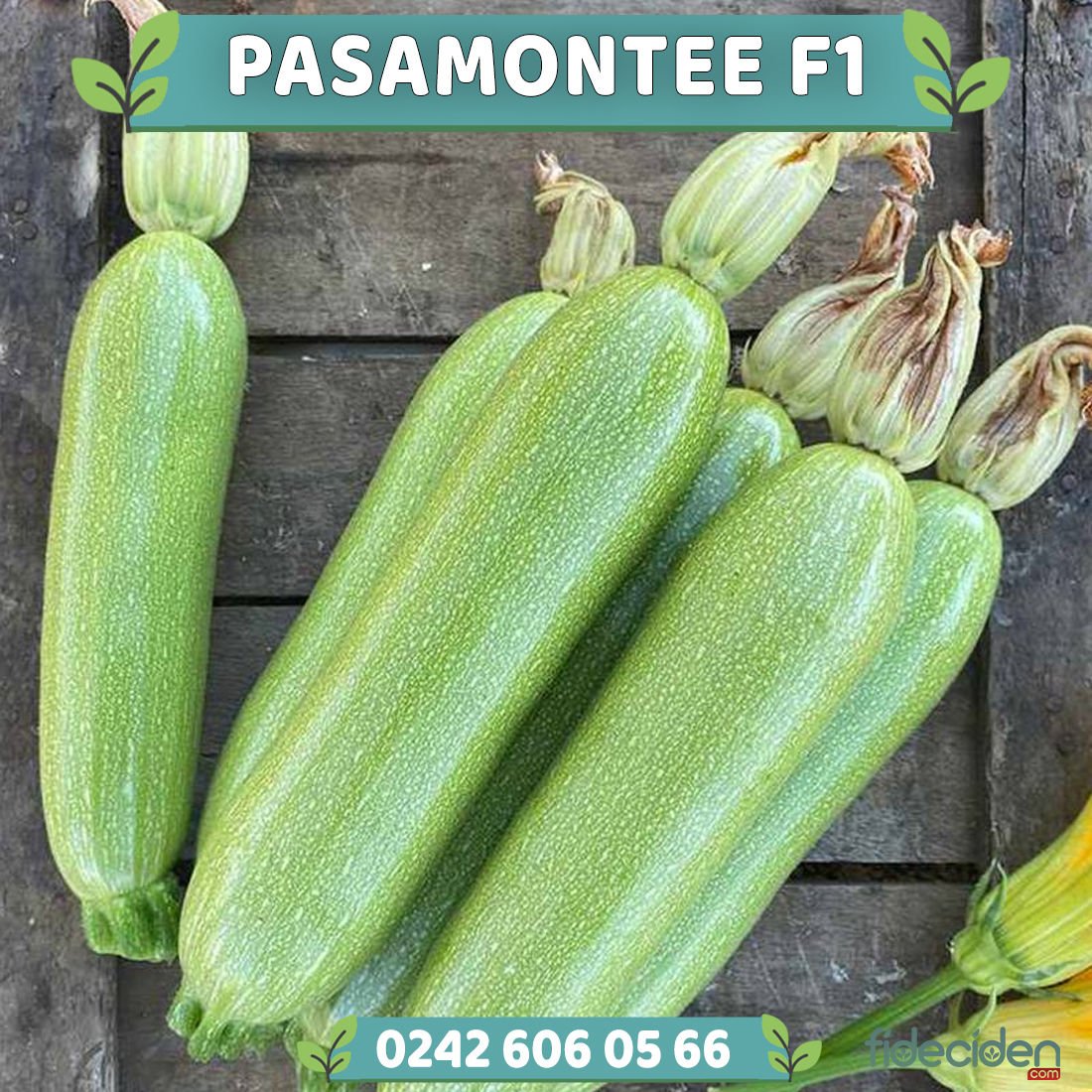 Pasamontee F1 Kabak Fidesi