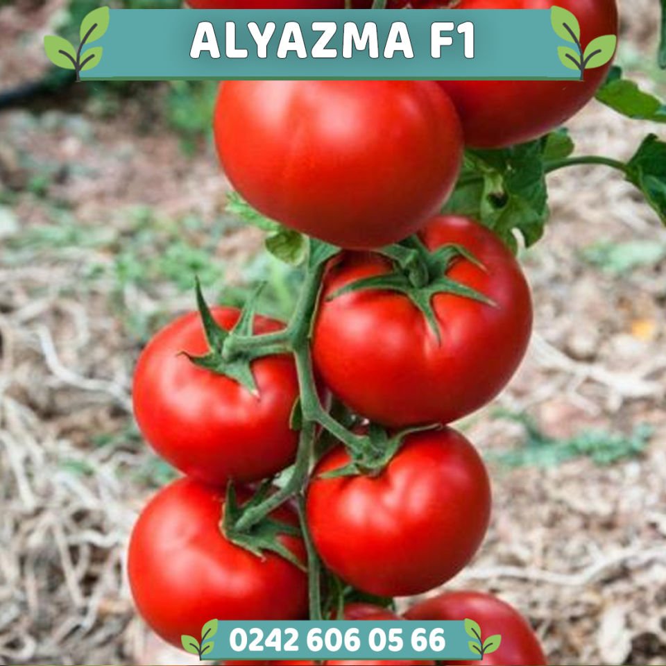 Alyazma F1 Sırık Domates Fidesi