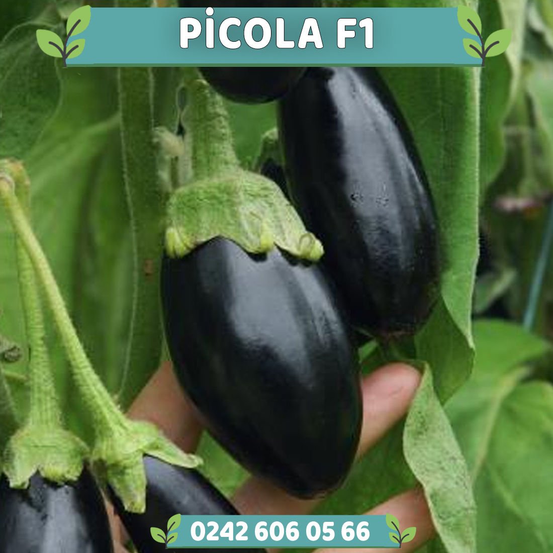 Picola F1 Mini Patlıcan Fidesi