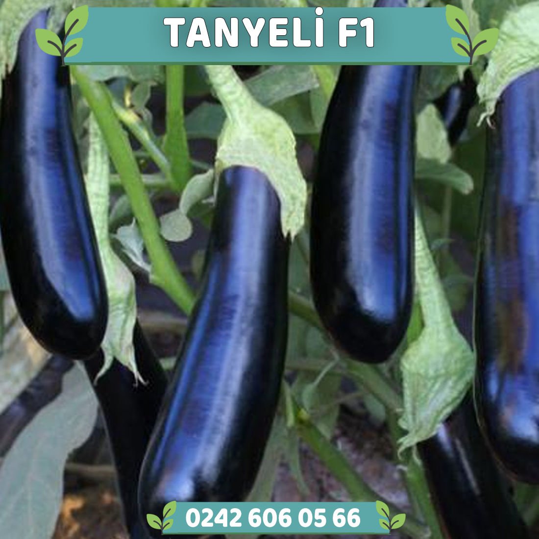 Tanyeli F1 Sanayilik Patlıcan Fidesi