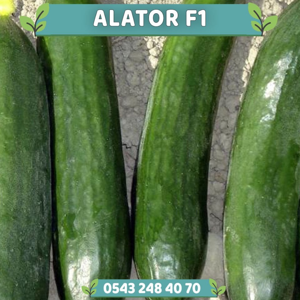 Alator F1 Oturak Hıyar Fidesi