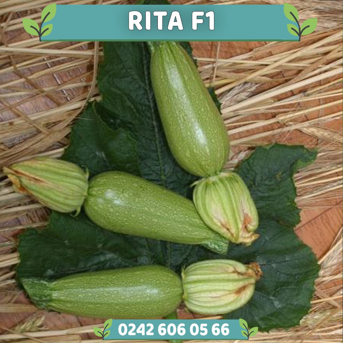 Rıta F1 Ampul Kabak Fidesi