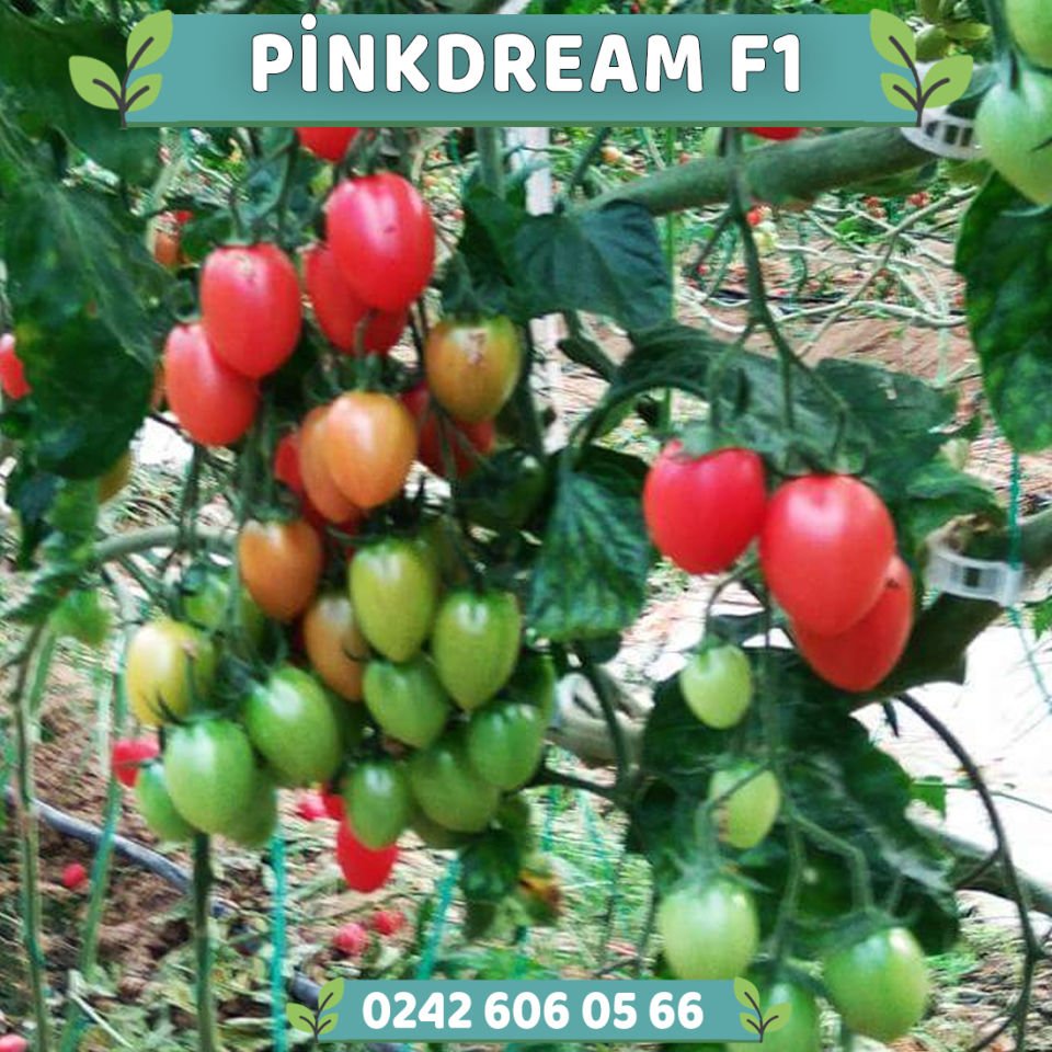 Pinkdream F1 Pembe Kokteyl Domates Fidesi