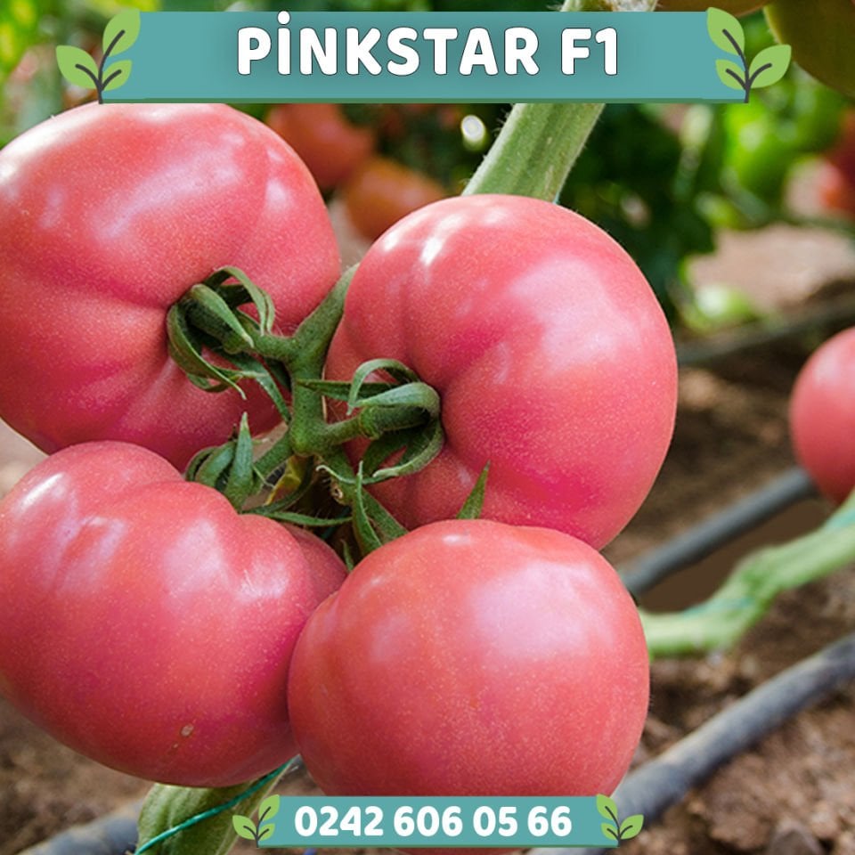 Pinkstar F1 Sırık Pembe Domates Fidesi