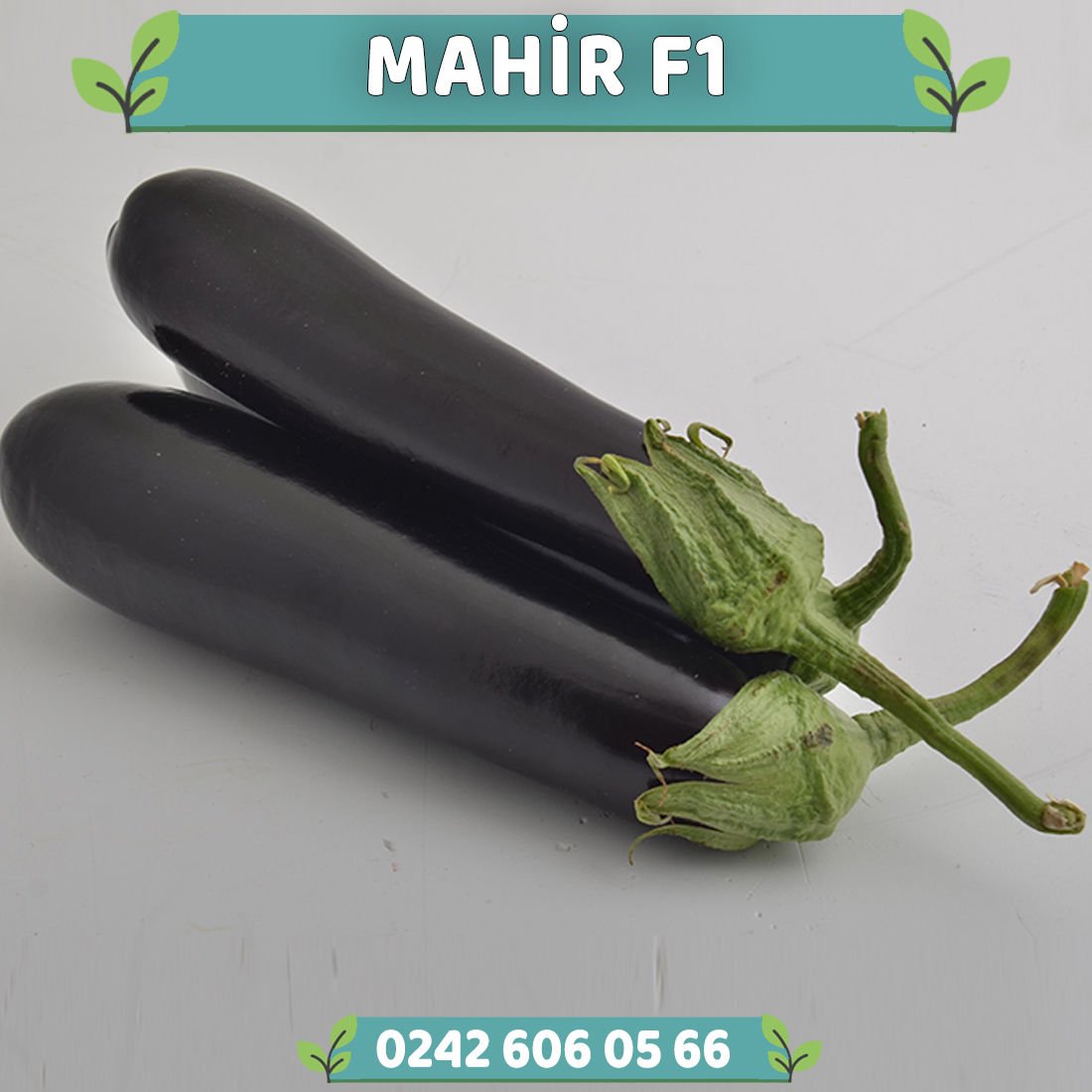 Mahir F1 Siyah Patlıcan Fidesi