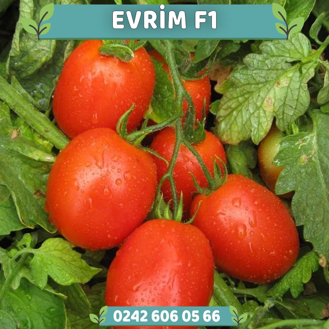 Evrim F1 Salçalık Domates Fidesi