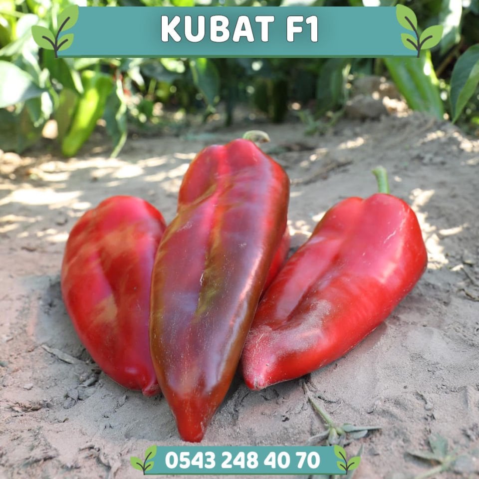 Kubat F1 Kapya Biber Fidesi