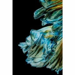 Aqua Queen Fish Cam Resim 100x100cm