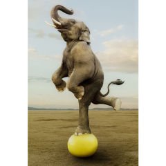 Balance Elephant Cam Resim 150x100cm