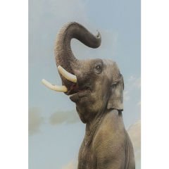 Balance Elephant Cam Resim 150x100cm