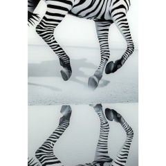 Savannah Zebra Cam Resim 120x120cm