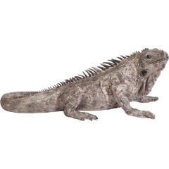 Iguana Dekoratif Obje 135cm