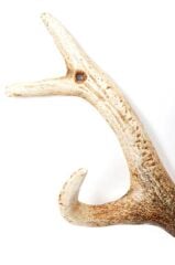 Coat Rack Antler Nature 35cm