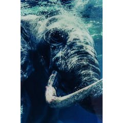 Swimming Elephant Cam Resim