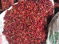 Guatemala Antigua Filtre Kahve