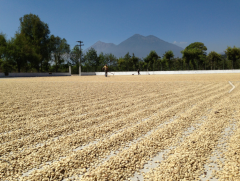 Guatemala Antigua Filtre Kahve