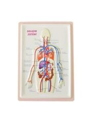 PUTI KABARTMALI DOLASIM SISTEMI