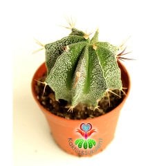 Yıldız Kaktüs-Astrophytum Ornatum Metztitlan -1. Sınıf -8,5 cm saksı-Sarı Renk Küçük Çiçek Açar