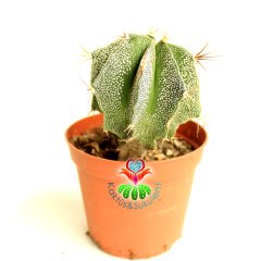 Yıldız Kaktüs-Astrophytum Ornatum Metztitlan -1. Sınıf -8,5 cm saksı-Sarı Renk Küçük Çiçek Açar