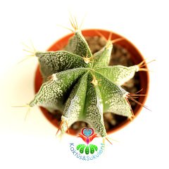 Yıldız Kaktüs-Astrophytum Ornatum Metztitlan -1. Sınıf -8,5 cm saksı-Sarı Renk Küçük Çiçek Açar