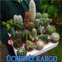 10 Adet Kaktüs-Birinci Sınıf Toptan Kaktüs Seti Birbirinden Farklı Kaktüs Gönderilecektir -Teraryum İçin İdeal