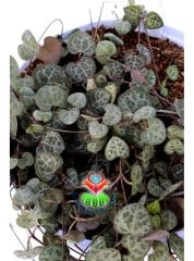 Kalp Kalbe Karşı Çiçeği ,Ceropegia Woodii Sarkan Sukulent 15 cm Askı saksıda
