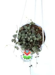 Kalp Kalbe Karşı Çiçeği ,Ceropegia Woodii Sarkan Sukulent 15 cm Askı saksıda