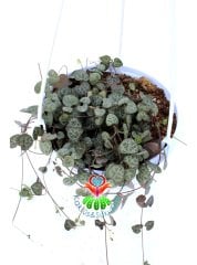 Kalp Kalbe Karşı Çiçeği ,Ceropegia Woodii Sarkan Sukulent 15 cm Askı saksıda