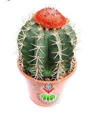 Şapkalı Kaktüs,Melocactus Communis-Kırmızı Kafalı Büyük Boy-Çok Nadir 15 cm saksıda-SINIRLI SAYIDA