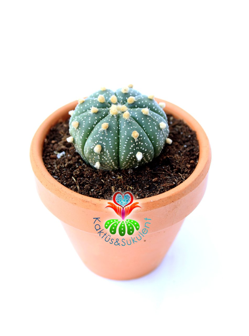 Astrophytum Asterias Oobio-Çok Nadir Tür 6 cm seramik saksıda -Koleksiyonluk Kaktüs