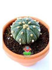 Astrophytum Asterias Oobio-Çok Nadir Tür 6 cm seramik saksıda -Koleksiyonluk Kaktüs