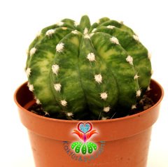Kaktüs, Echinopsis Subdenudata Variegata-Çok Nadir Tür Çift Renk -Dev Kokulu Çiçek Açar 8 cm Saksıda