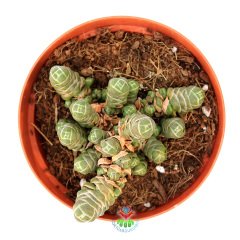 Crassula Columnaris -Çok Nadir Tür Katmanlı Sukulent 8,5 cm Saksıda