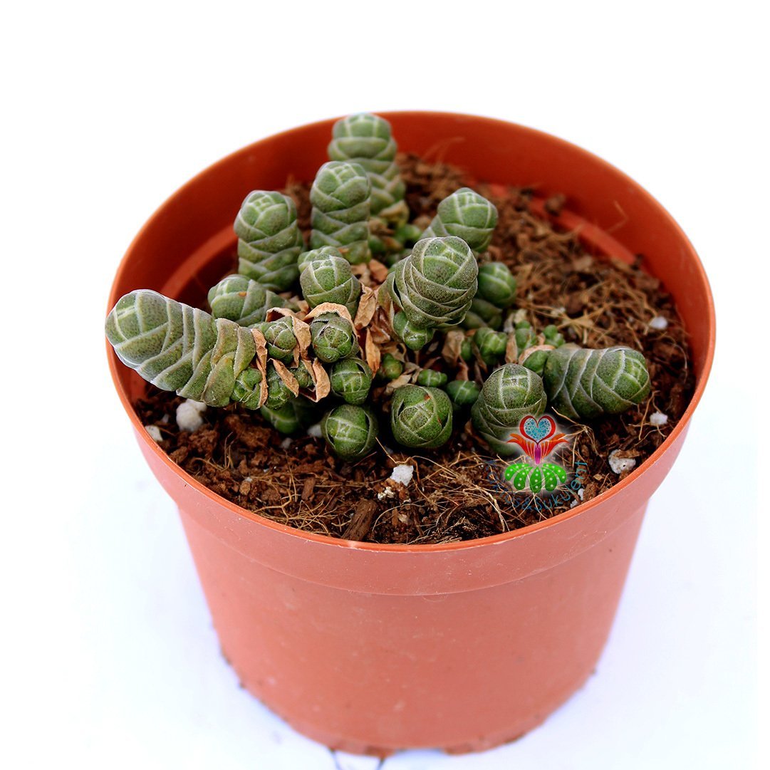 Crassula Columnaris -Çok Nadir Tür Katmanlı Sukulent 8,5 cm Saksıda