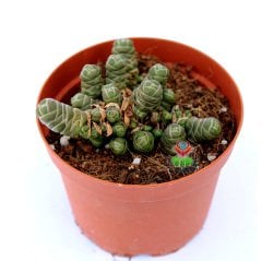 Crassula Columnaris -Çok Nadir Tür Katmanlı Sukulent 8,5 cm Saksıda