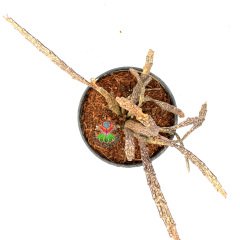 Euphorbia Platyclada -Sıradışı Formlu Bordo Renk Yapraklı Özel Tür- 8,5 cm Saksıda