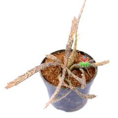Euphorbia Platyclada -Sıradışı Formlu Bordo Renk Yapraklı Özel Tür- 8,5 cm Saksıda