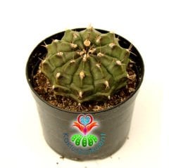 Kaktüs, Gymnocalycium Mihanovichii -8 cm Bitki Çapı- 9 cm Saksıda-Beyaz Renk Çiçek Açar-Sukulent