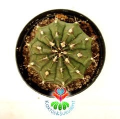 Kaktüs, Gymnocalycium Mihanovichii -8 cm Bitki Çapı- 9 cm Saksıda-Beyaz Renk Çiçek Açar-Sukulent