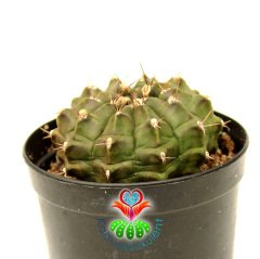 Kaktüs, Gymnocalycium Mihanovichii -8 cm Bitki Çapı- 9 cm Saksıda-Beyaz Renk Çiçek Açar-Sukulent