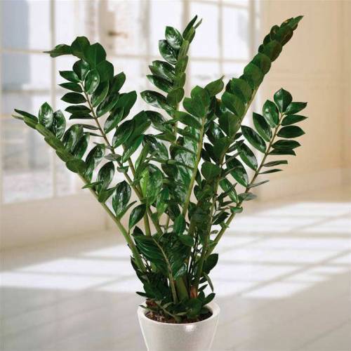 Zamia Zamioculcas -Egzotik, ZuZu Sonsuzluk Bitkisi -60+ cm Bitki Uzunluğu - Hava Temizleyici Çiçek