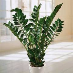 Zamia Zamioculcas -Egzotik, ZuZu Sonsuzluk Bitkisi -60+ cm Bitki Uzunluğu - Hava Temizleyici Çiçek