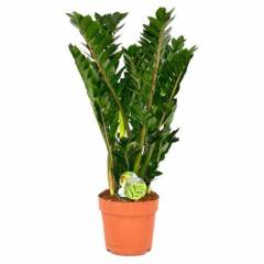 Zamia Zamioculcas -Egzotik, ZuZu Sonsuzluk Bitkisi -60+ cm Bitki Uzunluğu - Hava Temizleyici Çiçek