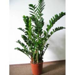 Zamia Zamioculcas -Egzotik, ZuZu Sonsuzluk Bitkisi -60+ cm Bitki Uzunluğu - Hava Temizleyici Çiçek