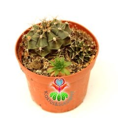 Kaktüs, Gymnocalycium Mihanovichii Stenogonum -5.5 cm  Saksıda-Pembe Renk Çiçek Açar-