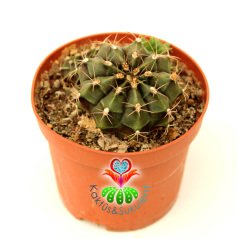 Kaktüs, Gymnocalycium Mihanovichii Stenogonum -5.5 cm  Saksıda-Pembe Renk Çiçek Açar-