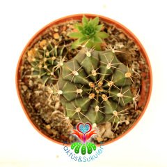 Kaktüs, Gymnocalycium Mihanovichii Stenogonum -5.5 cm  Saksıda-Pembe Renk Çiçek Açar-