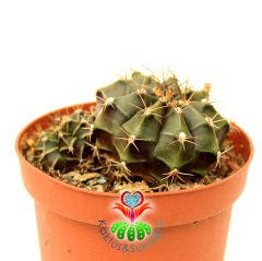 Kaktüs, Gymnocalycium Mihanovichii Stenogonum -5.5 cm  Saksıda-Pembe Renk Çiçek Açar-