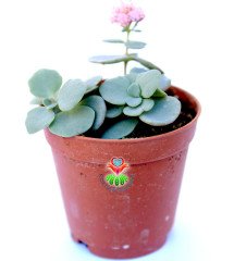 Sedum Sieboldi -Mükemmel Pembe Renk Çiçek Açar- 5,5 cm saksıda